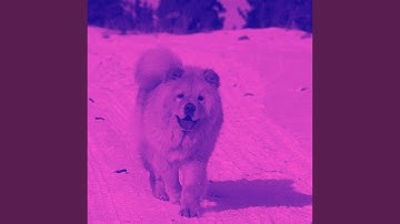 Pulsating Music for Stress Free Hound