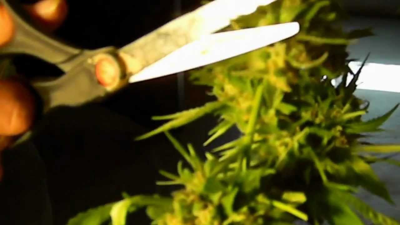 Harvesting Outdoor Colorado Medical Marijuana