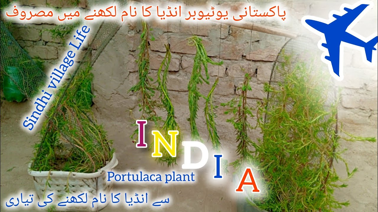 Pakistani village Talent. village life in sindh. simply village