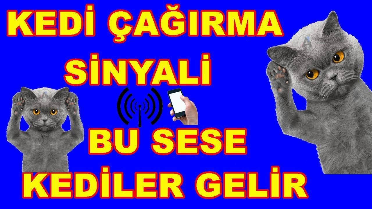 Kedi Cagirma Sesi Kedileri Ceken Ses Kedi Cekme Yontemi Youtube