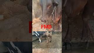 FMD  Foot and Mouth Disease 