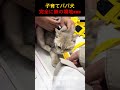 チュールに夢中な猫注射されても気づかないwww