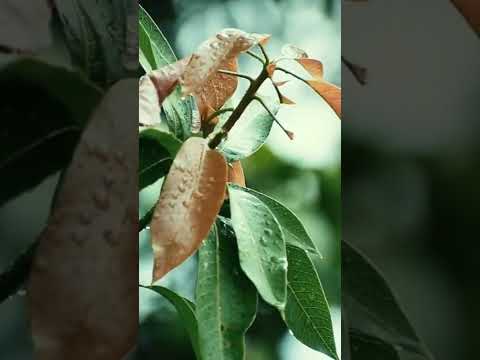 How To Grow Mango Tree In A Pot | Mango Tree Care #shorts