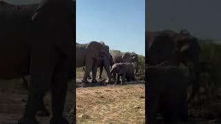 Elephants Find Water On A Hot Day In Kruger
