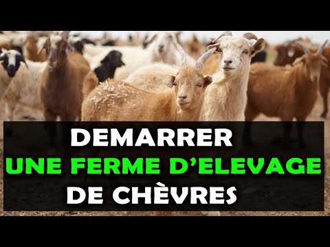 Vidéo: Les chèvres boer sont-elles bonnes pour la traite ?