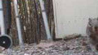 Dove, Squirrels and quail in the back yard