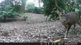 trail cam animal life365 Norfolk uk by trail cam animal life365 77 views 4 weeks ago 2 minutes, 58 seconds