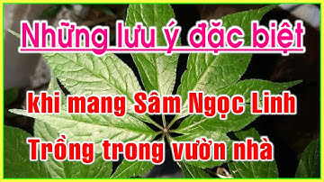 sâm ngọc linh có trồng được trên đát vườn nhà không những lưu ý đặc biết khi trồng cây sâm ngọc linh