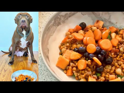 pitbull-x-vegan-dog-food-recipe