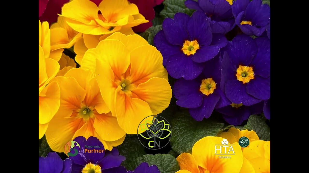 Primulas & Polyanthus