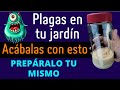 JABÓN POTÁSICO HECHO EN CASA | la solución a las plagas en tu jardín