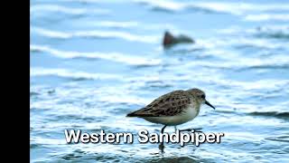 WESTERN SANDPIPER, The MOST BEAUTIFUL BIRDS of COSTA RICA