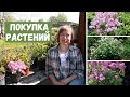 Накупила необычных растений для сада! / Влог 2021