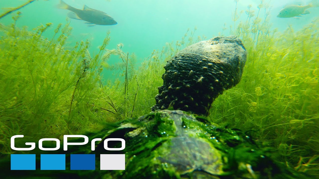 Turtle Gopro 4K GOPRO FILM: