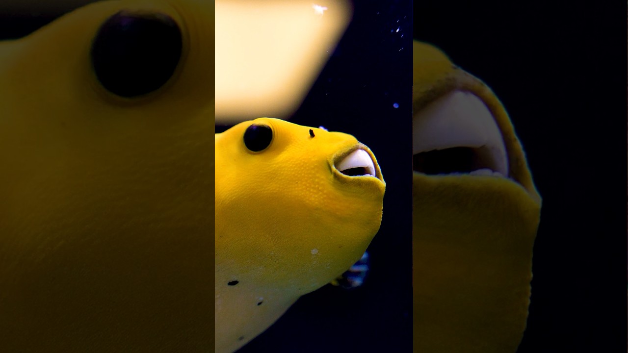 Everyone say hello to Chiquita! #worldwidecorals #fromourreeftoyours #brightwellaquatics #aquarium