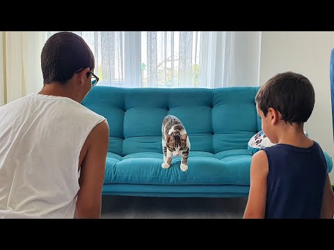 Parklı Evde Kedi Var. Cat in The Home Fun Kids Video