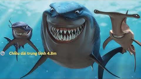 LÀM GÌ ĐỂ SỐNG SÓT KHI BỊ CÁ MẬP TẤN CÔNG