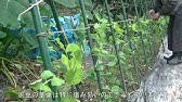 1991 ８ エンドウの支柱立て Youtube