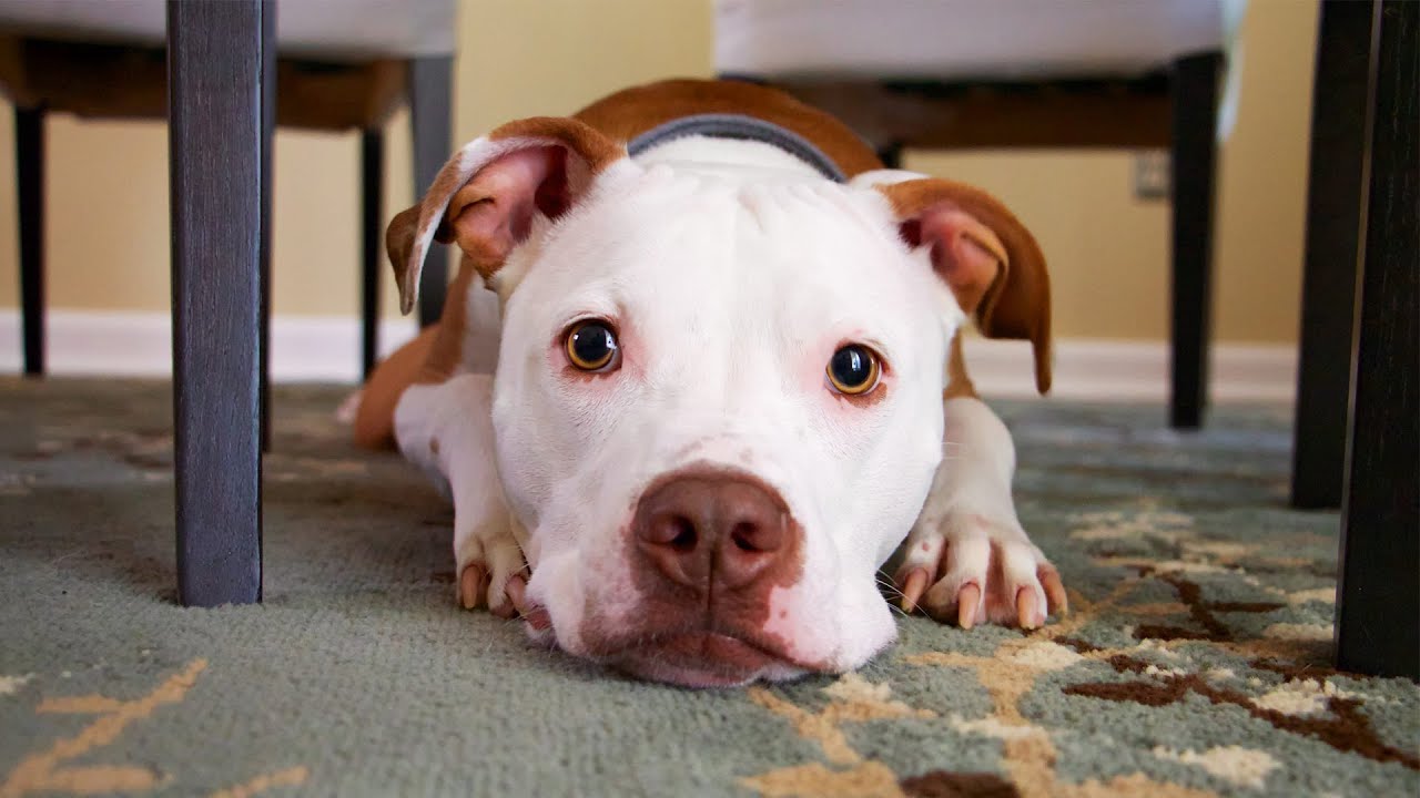 Proyecto de ley: Cría y tenencia de razas de perros peligrosas