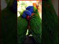 Interesting Facts about Rainbow Lorikeet | Amazing Zoo Miami Animals #animals