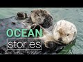 Decoding Cute Sea Otter Behaviour | Ocean Stories