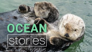 Decoding Cute Sea Otter Behaviour | Ocean Stories