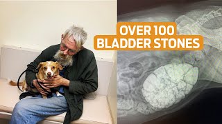 Courtney had over 100 Bladder Stones - Dr. Kwane The Street Vet