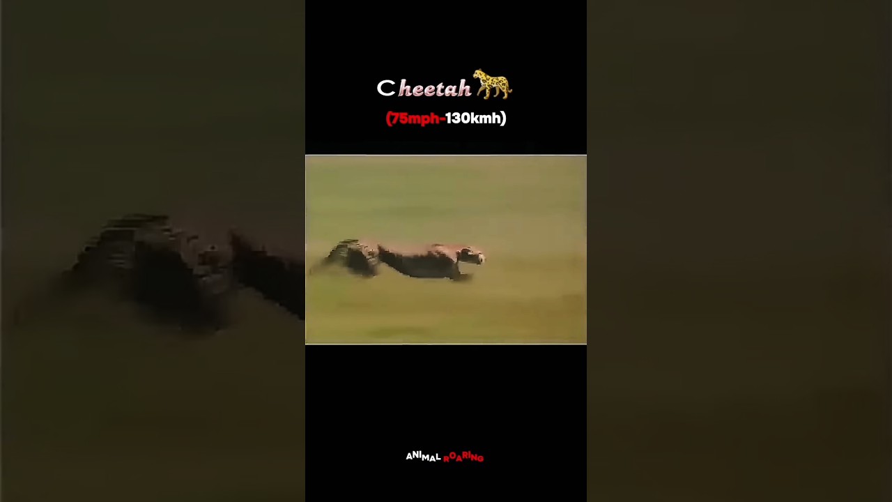 speed transformation 