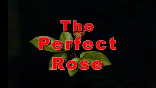 The Perfect Rose