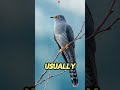 The Evilest Criminal in the Bird World! 🐦🤬 | The Cuckoo Bird #shorts #wildlife