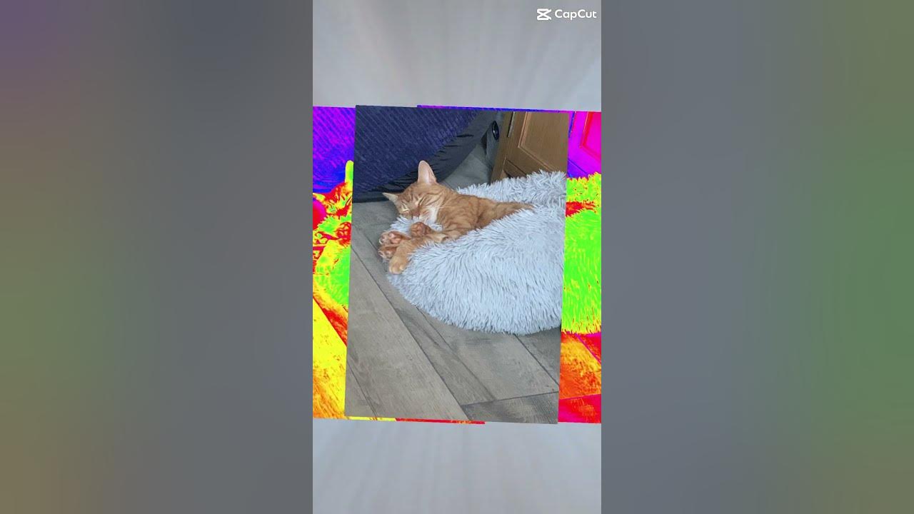 Other cat go brrr YouTube