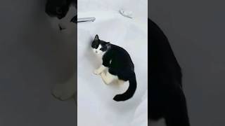 Funny Cats 😂 Episode 160 #Shorts