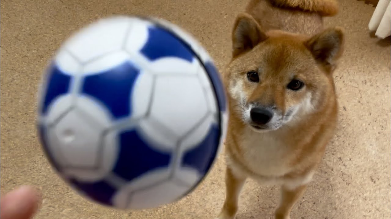 怒る 吠える コロコロ前は好きだったのに 嫌いになった柴犬 おやつで練習したら Youtube