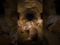 Where are these rats going?#sakuraschoolsimulator #video #gaming