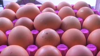 Yumurtanın Endüstriyeli De Organik
