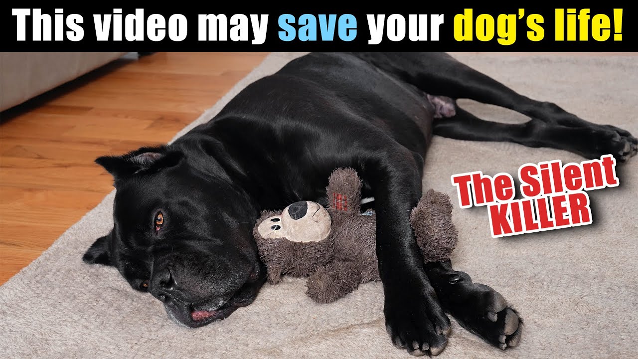 Bloat - This Video Could Save Your Dog's Life
