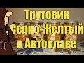 Трутовик Серно-Желтый (ТСЖ) маринованный в Автоклаве. Рецепты для Автоклава / autoclave canning