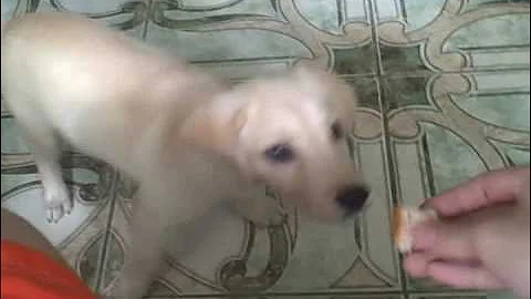 Cute Labrador Puppy Playing Fetch