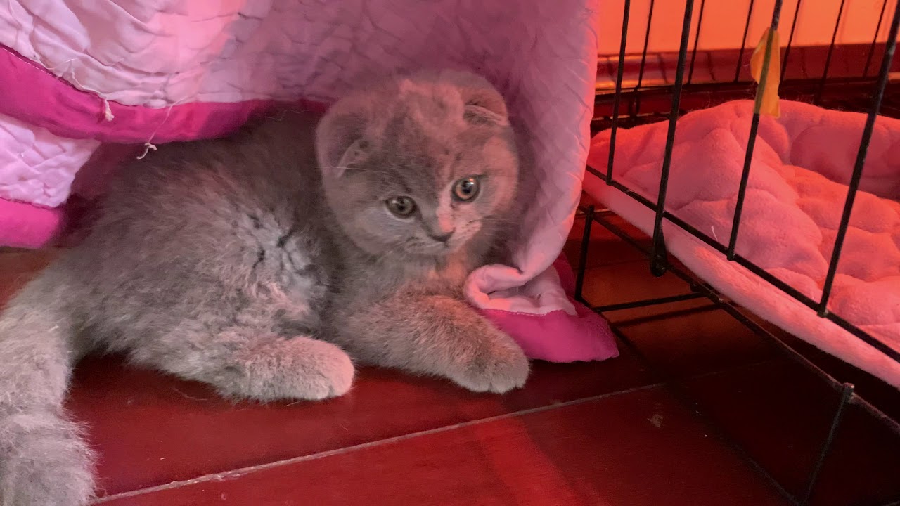 mèo bán New Tiệm mèo sen bán mèo Anh lông ngắn giá rẻ nhất | Cat life