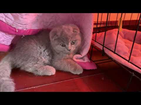 Video Tiệm mèo sen bán mèo Anh lông ngắn giá rẻ nhất | Cat... - youtube