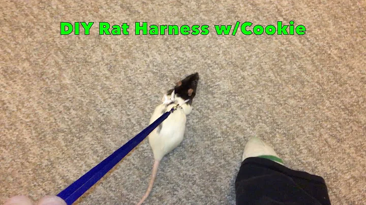 Creative DIY Rat Harness: A Fun Activity for Your Pet!