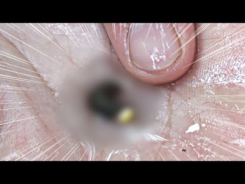반딧불이 애벌레도 불빛이 날까? 지리산 생태 과학관 탐방기!
