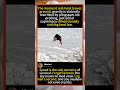 ❄️ Bald Eagle's Aerial Heist | #BaldEagle #WildlifeSurvival