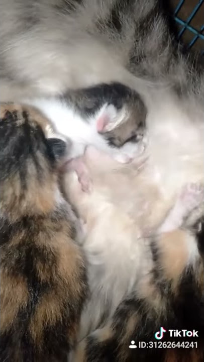 Susu Mama muda