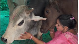 सुबह का थोड़ा सा routine 🐮🐄🐶🐕🙏🥰