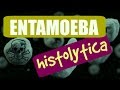 Amibiasis Entamoeba histolytica (PARTE 1) ❤