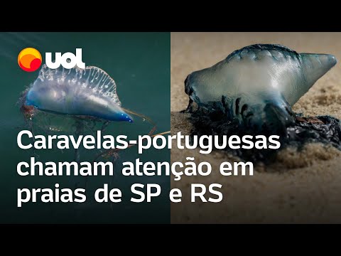 Caravelas-portuguesas chamam a atenção de banhistas em praias de SP e RS