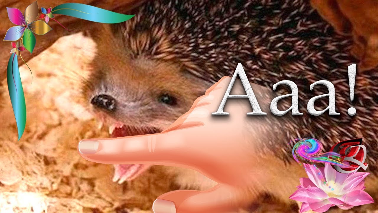 Как КУСАЕТСЯ ЕЖИК, теперь мне нужен укол от бешенства