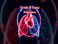​दिल और फेफड़े मिलकर कैसे काम करते हैं? | Human Anatomy 3D Animation#shorts# @ManojHeartCare
