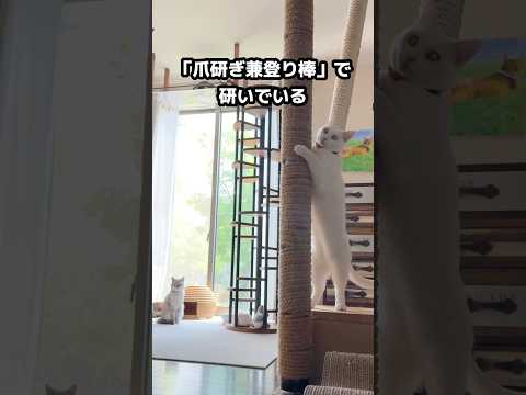 猫と暮らす家｜爪研ぎOKとNGの場所を作ったら猫も人も快適な住まいになった